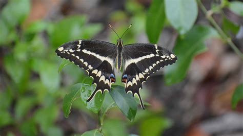 pictures of white butterflies|white butterfly with black markings.